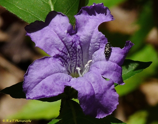 {Ruellia strepens}
